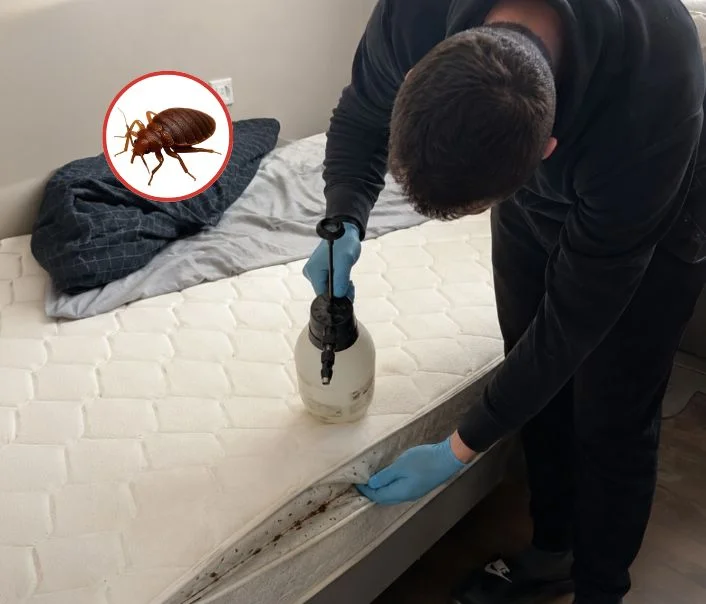 Technicien traitant un matelas contre les punaises de lit à L'Étang-la-Ville